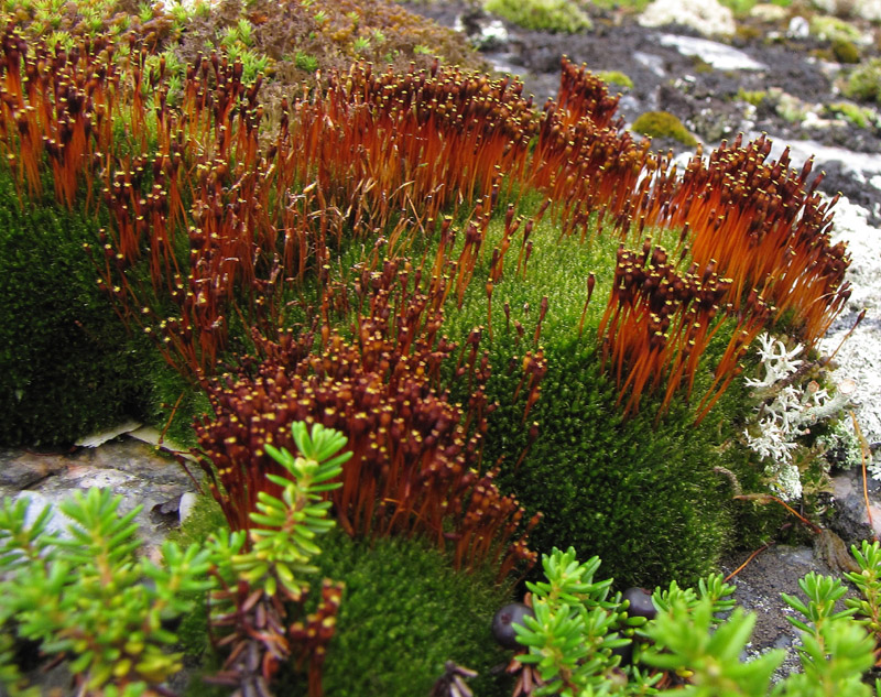 Tetraplodon mnioides